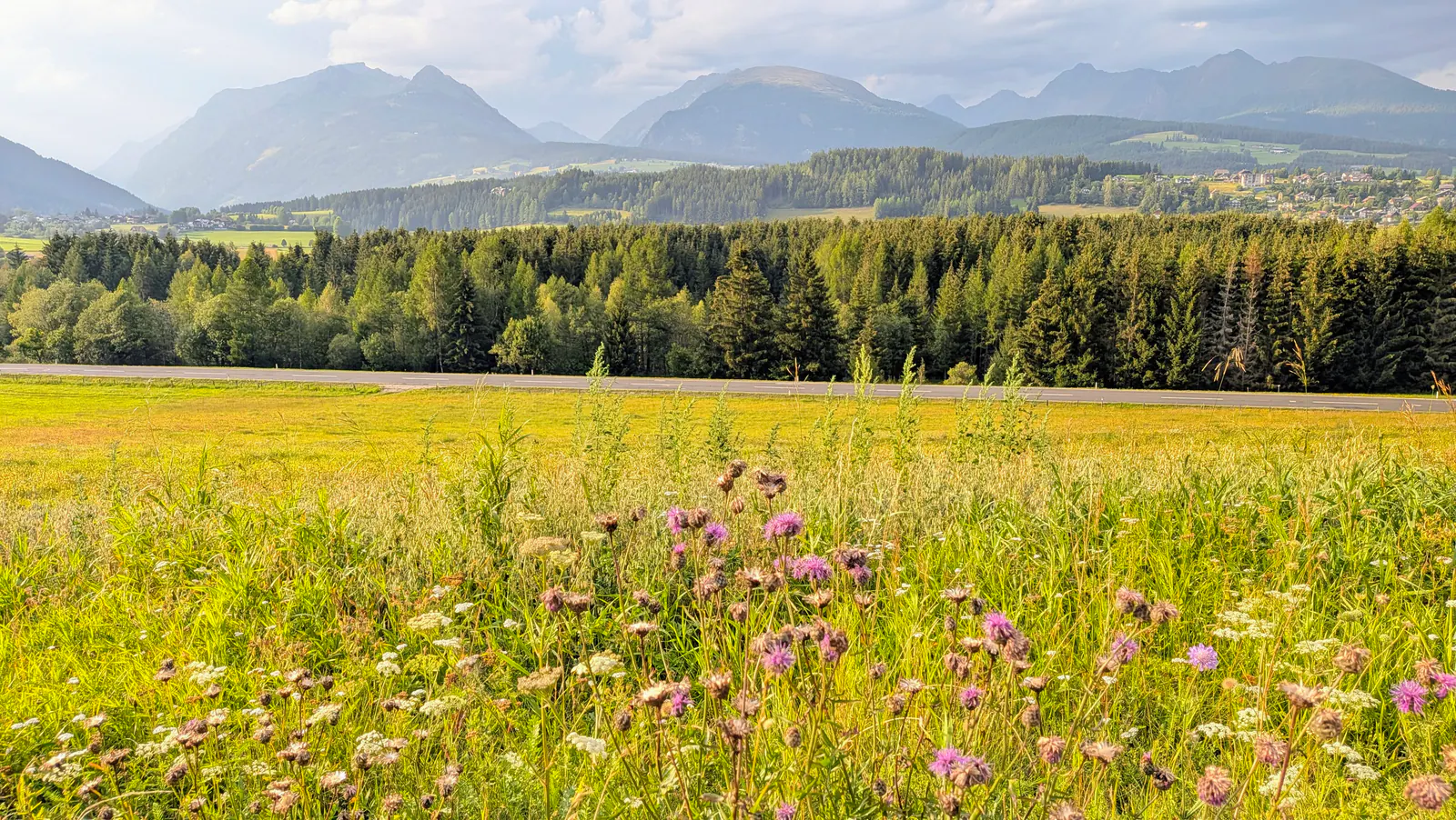 Sunny meadow and wildflowers with forest and mountain backdrop in the Pichl area