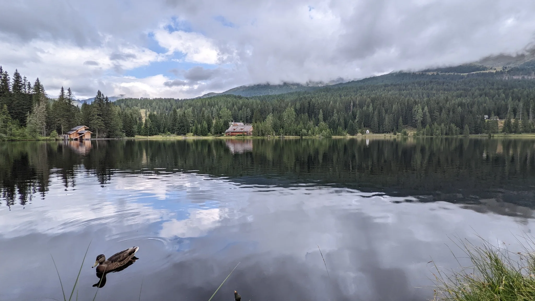 Duck swimming on Prebersee with forest reflections and mountain clouds in Lungau.
