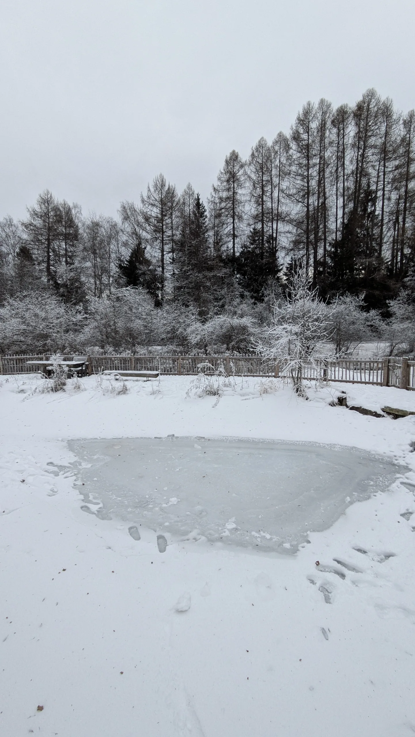 Frozen pond and snow-covered grounds at AlpiNest Feriendorf, with hoar-frosted larches behind the fence